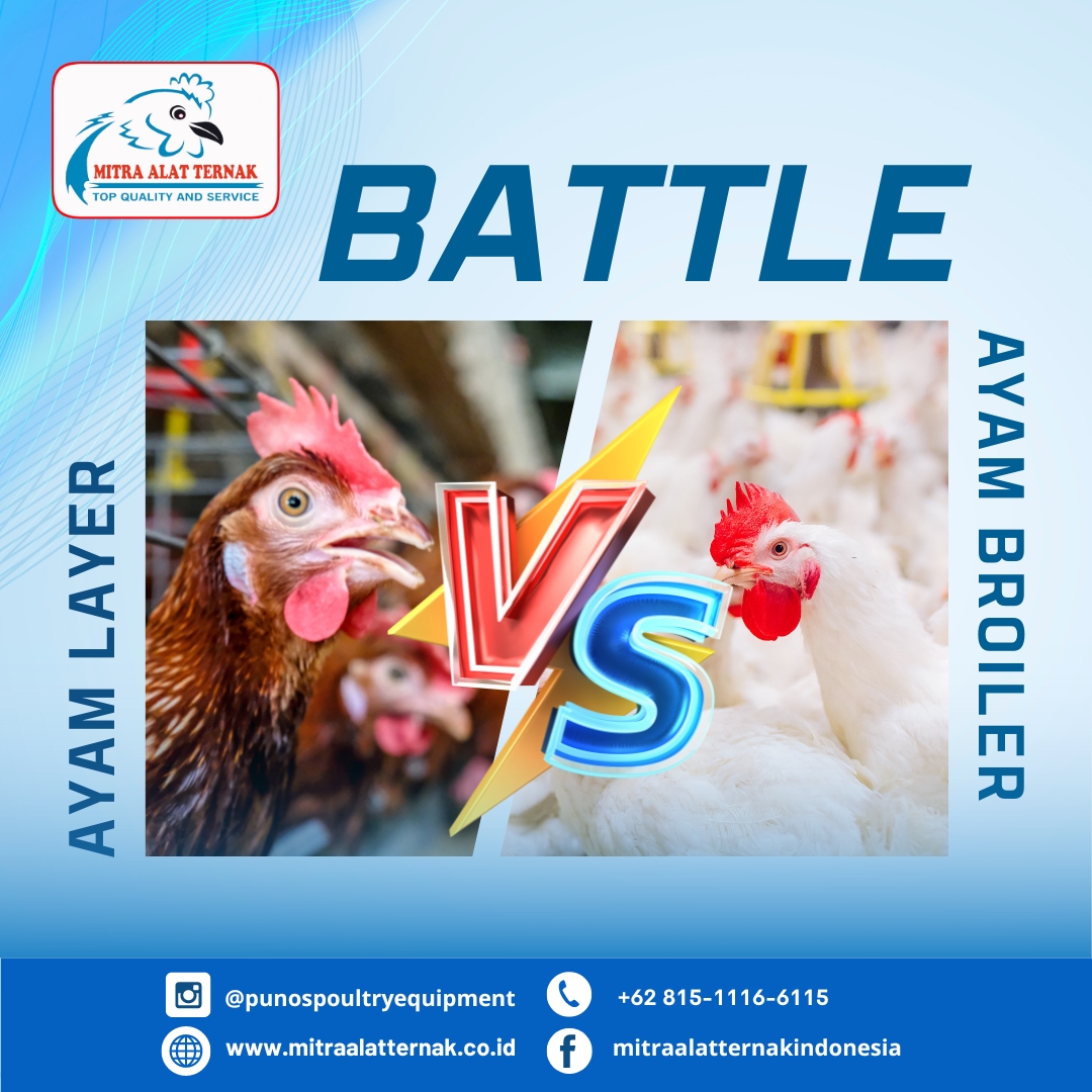 AYAM BROILER VS AYAM LAYER? - Penyedia & Penjual Peralatan Kandang ...